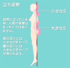 理想の寝姿勢は大きなSと小さなs