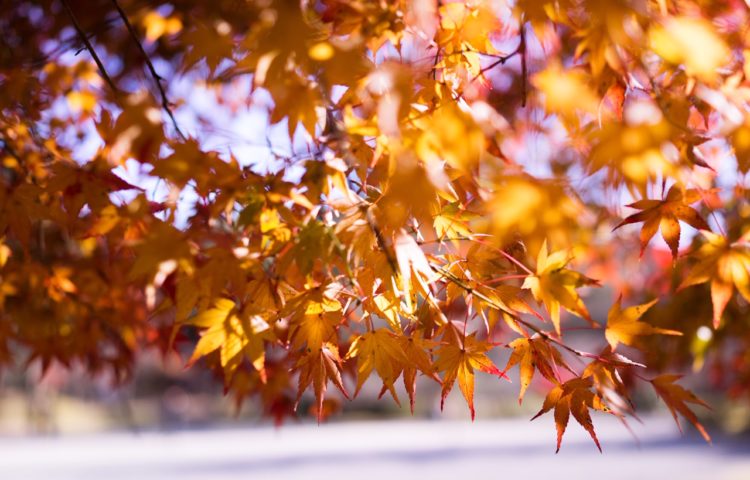 今月のテーマは《紅葉》 〜逢いに行くね〜