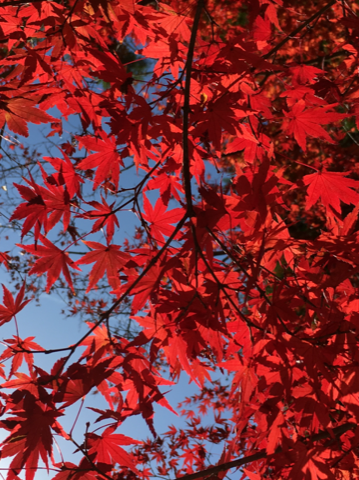 お顔が紅葉いたしました