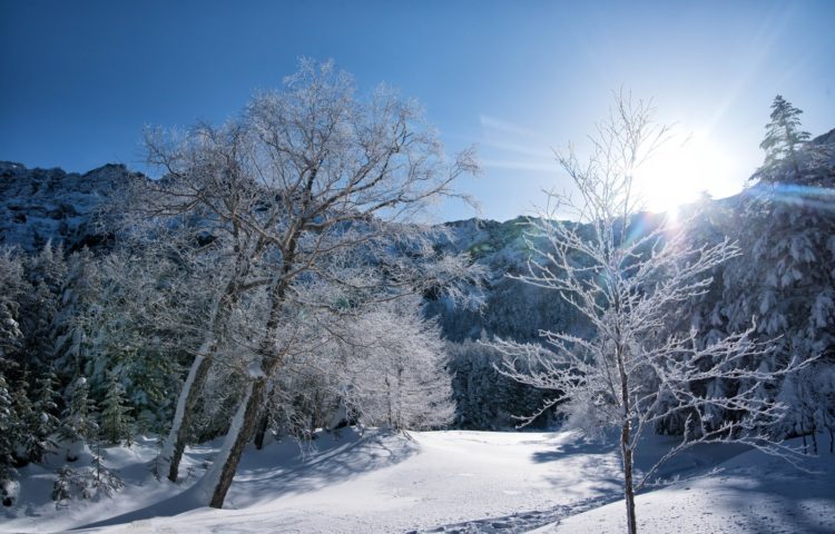 雪国生まれです。