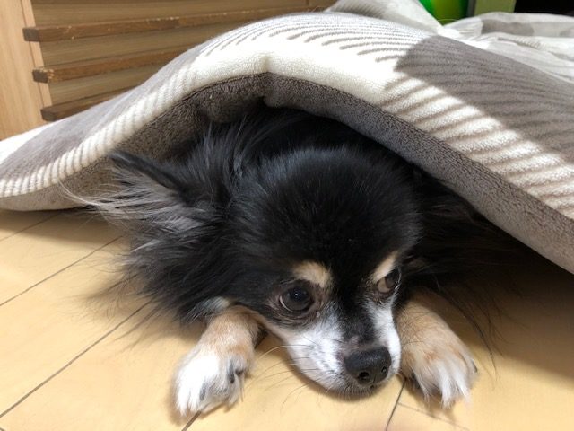 冬も雪も苦手です(^^;)