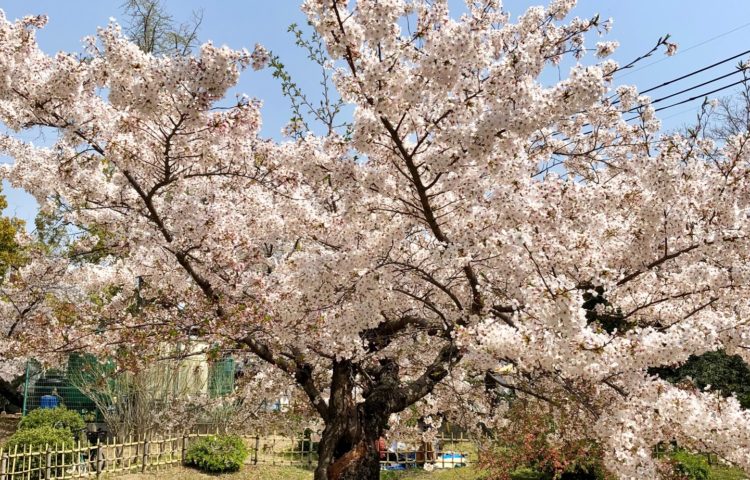 桜パワー
