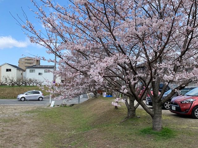4月のテーマは《さくら》~🌸桜の樹の下で~