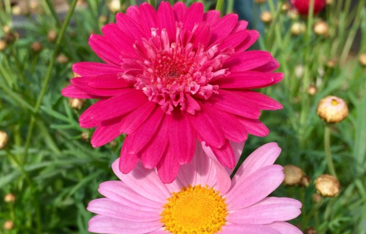 お花大好き☆