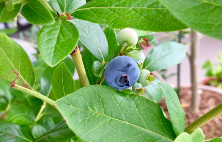 さなぎも衣替え☆