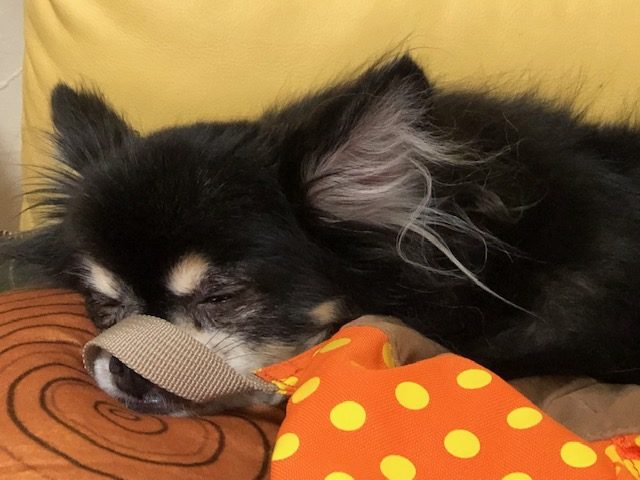 ”山”へ行こうと思っていたのですが…
