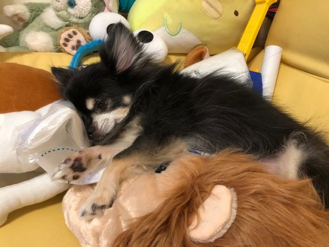 自粛生活で新しい発見👀