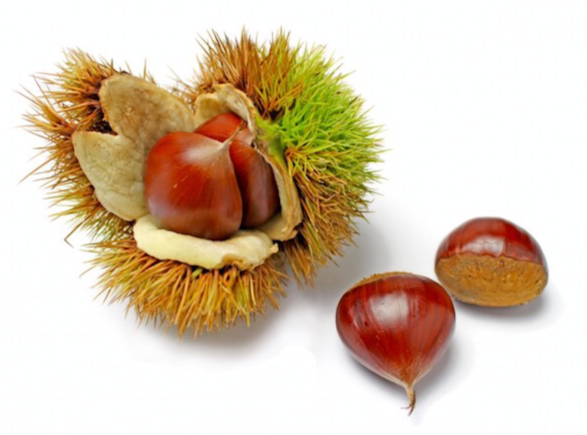 秋の味覚 🌰
