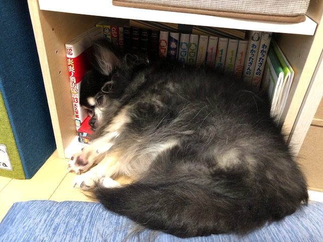 スタッフブログ~晴れ女だと思っていたのに…~