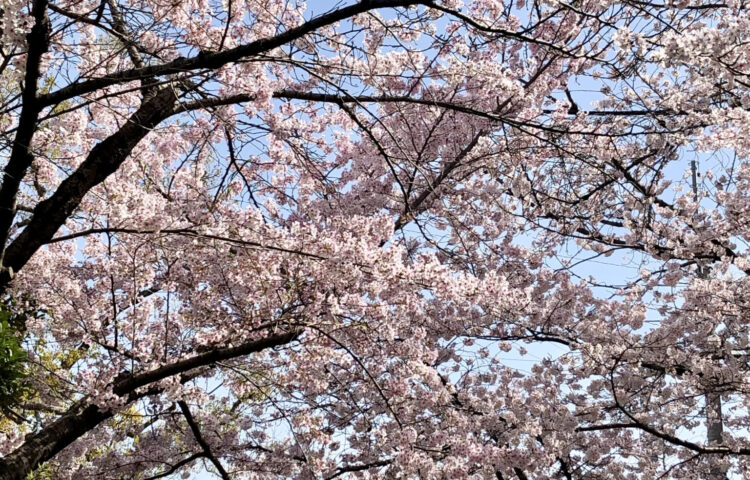スタッフブログ 4月~ぼんやりした春の空~